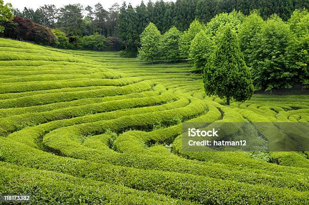Plantage Stockfoto und mehr Bilder von Asien - Asien, Blatt - Pflanzenbestandteile, Farbbild