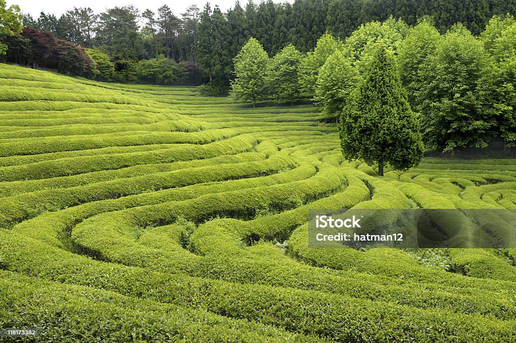 Plantation de thé - Photo de Agriculture libre de droits