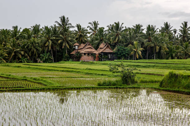 istock Asian farm. House with rice fields and palm jungle on background. 1181734135