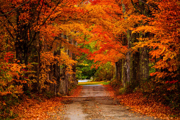 Vibrant tree covered road in autumn