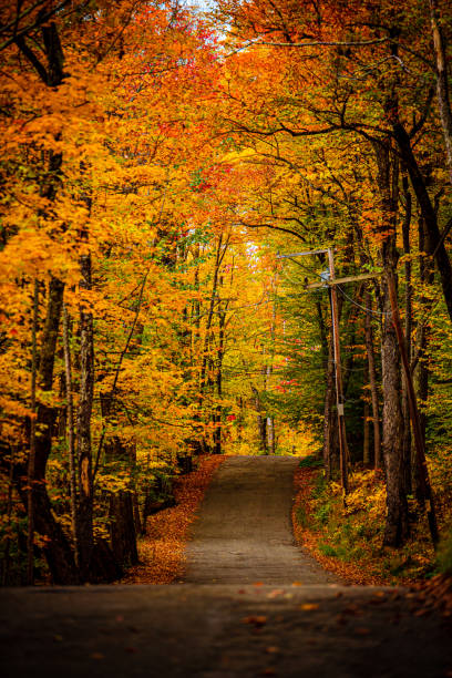 istock Country road with fall colors 1181735094