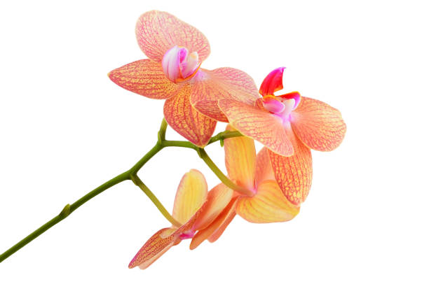 istock Pink orchid flower 1181735226