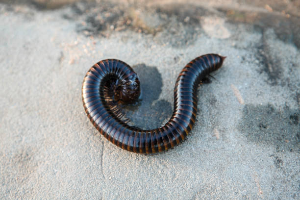 istock Giant millipede from the rain forest. 1181735494