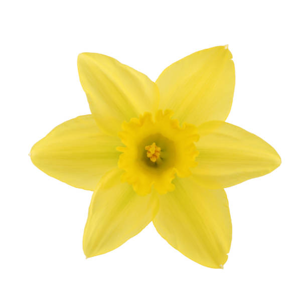un narcisse de tête de jonquille d'isolement sur un fond blanc avec le chemin de coupure - daffodil bouquet isolated on white petal photos et images de collection