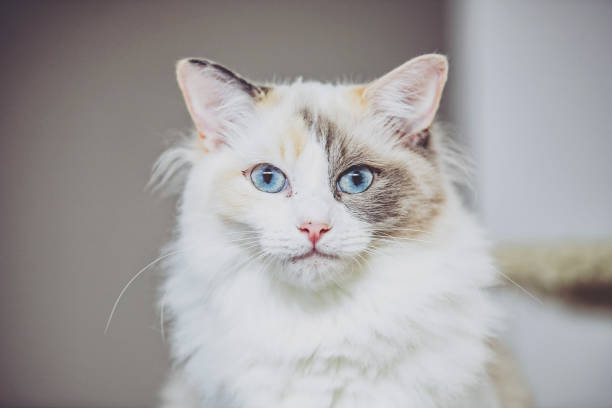 istock Portrait of a cat named Ragdoll 1181737473