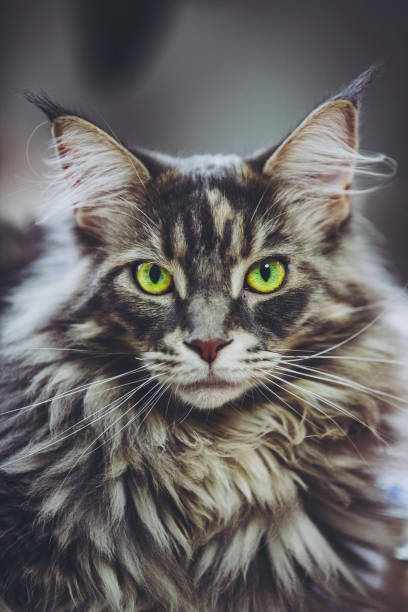 istock A cat named Maine Coon 1181737556
