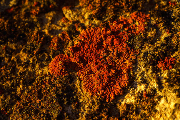 Orange Lichen on Rock Macrophotography - Nature detail image with color and tecture.
