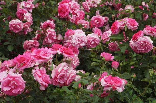 istock The roses in Changwon park 1181737647