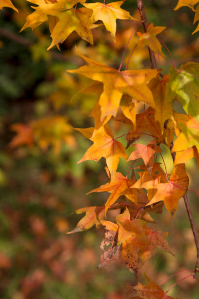 Yellow leaves on trees in autumn Autumn is coming. The leaves on the park trees are turning yellow. 7583 stock pictures, royalty-free photos & images