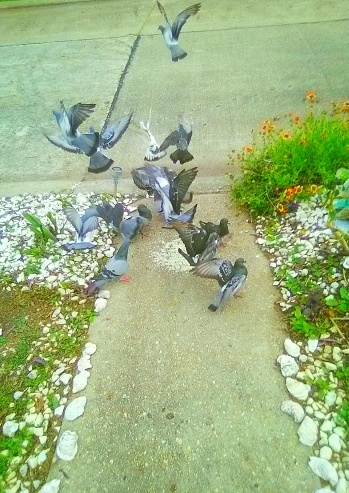 Beautiful Pigeons Ascending And Flying On Louisiana Pathway With Oyster Shell Landscaping