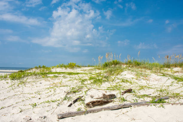 Sand Dune and Plant Life