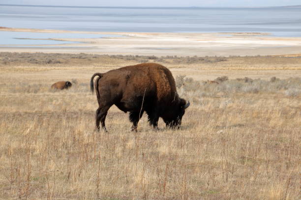 istock Bison grazing at Antelope Island State Park 1181743538