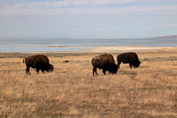 istock Bison grazing at Antelope Island State Park 1181743600