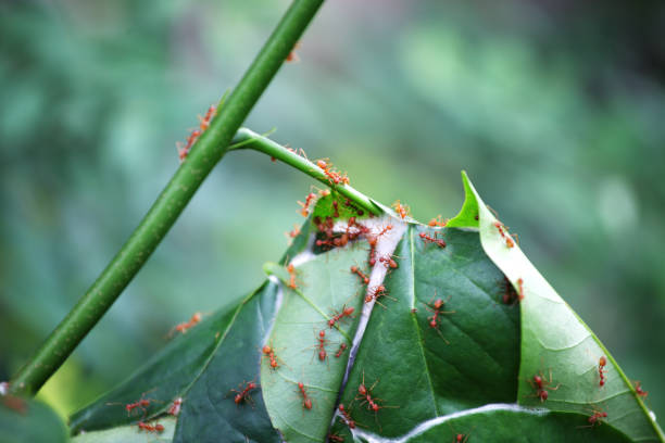 istock close up of fresh leaf ant nest background. 1181747138