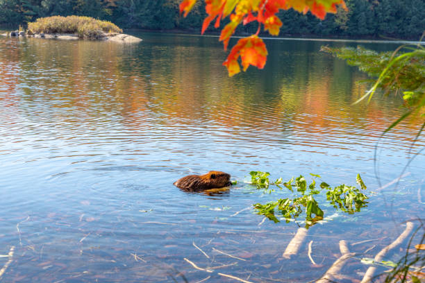 colores de otoño en mayflower lake of arrowhead provincial park, huntsville, ontario, canadá. - arrowhead fotografías e imágenes de stock