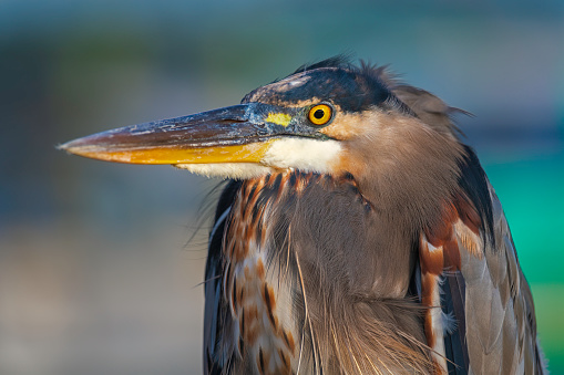 Closeup great blue heron