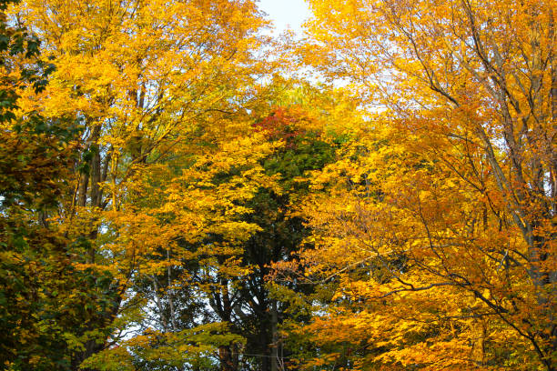 istock Colorful beautiful maple leaves in autumn 1181748491