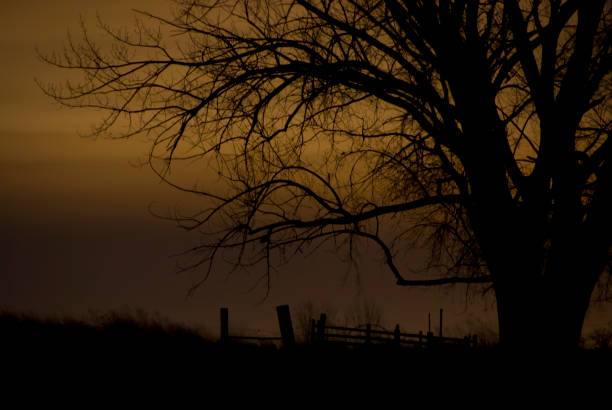 Backlit by the reflection of the city lights on the clouds, a tree stands in a field near dilapidated fence
