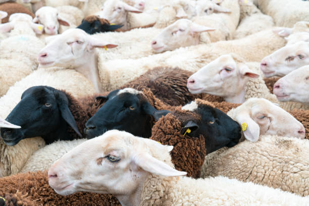 istock many sheep crowded together in a corral before being sheared 1181749844