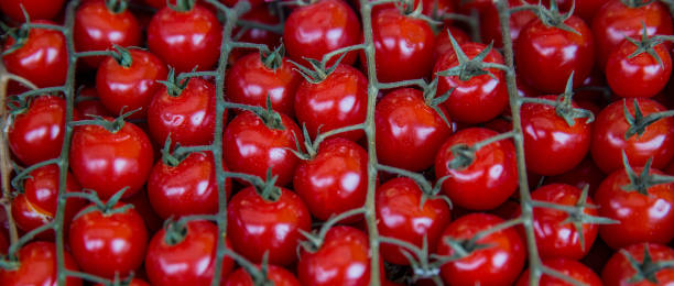 istock Group of fresh red cherry tomatoes background 1181753852