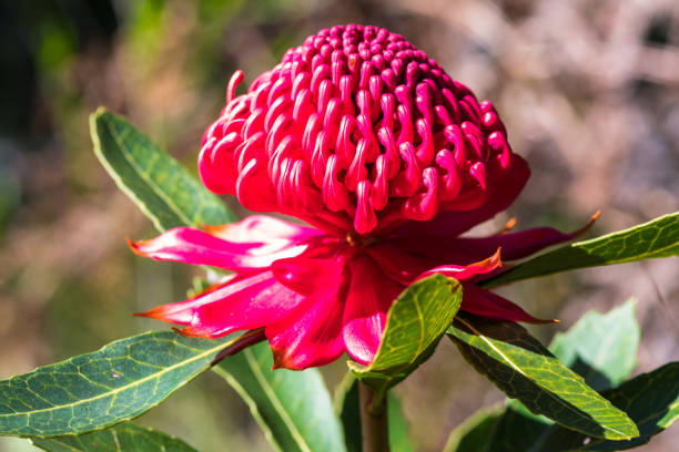 istock Waratah Wildflower 1181754024