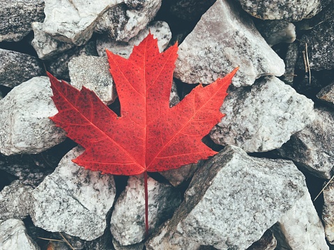 Close up of a red maple leaf resting on rocks on the ground.