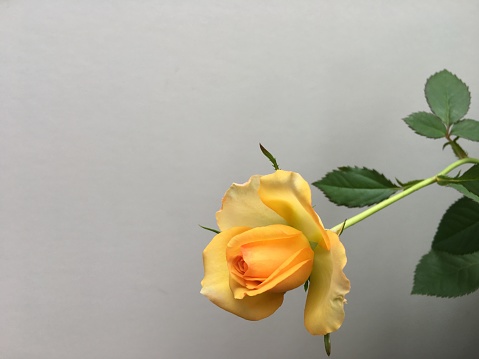 Miniature rose - Rosa hybrida