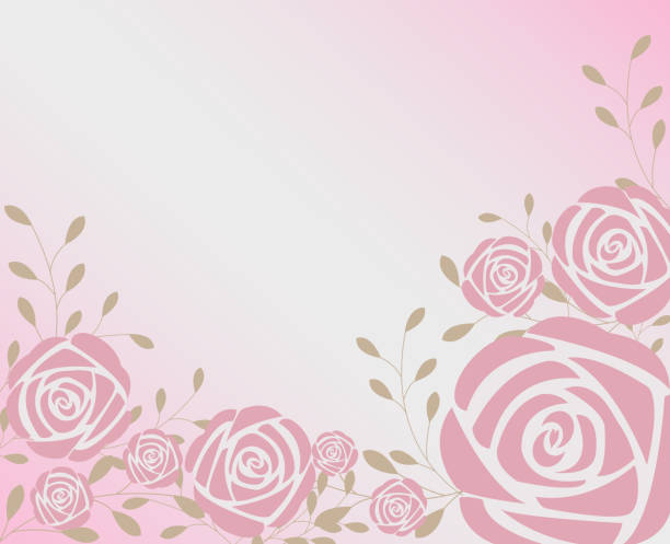 ilustrações de stock, clip art, desenhos animados e ícones de pink rose on white and pink background - pink background frame femininity pink