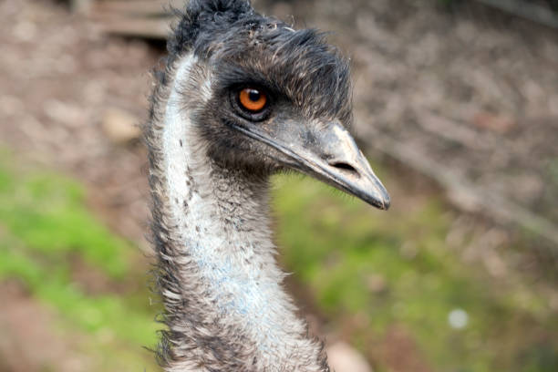 istock this is a close up of an emu 1181756487