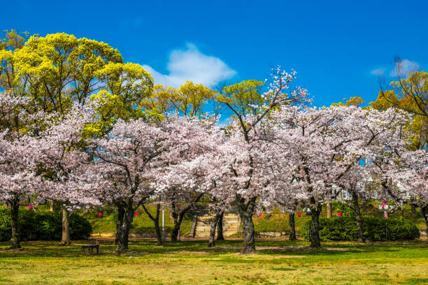 istock Blue sky and cherry blossom landscape in Japan 1181756488