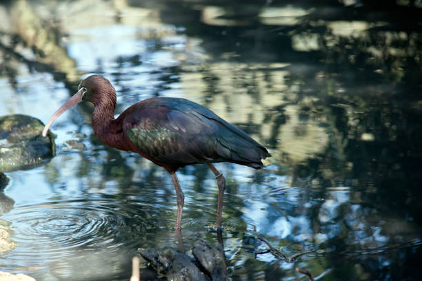 the glossy ibis is walking in a pond looking for food