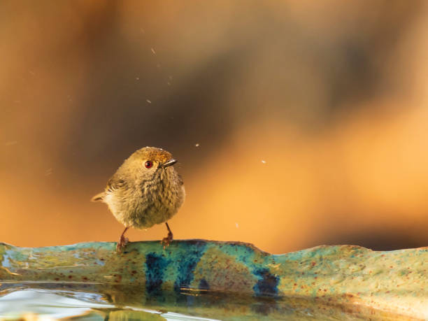 istock Brown Thornbill (Acanthiza pusilla) subspecies 