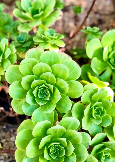 Beautiful green saucer plants in desert garden Beautiful green saucer plants background in desert garden in California. 2933 stock pictures, royalty-free photos & images