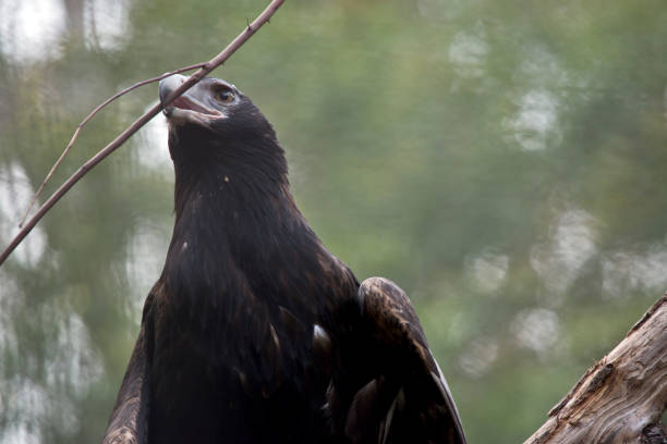 istock the wedge tailed eagle is holding a branch in his beak 1181761010