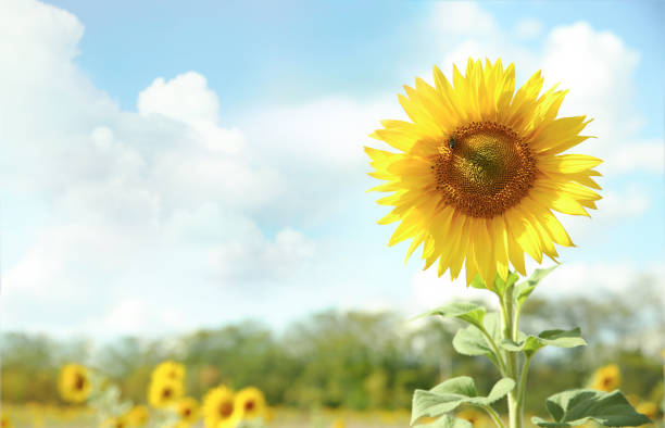 Sunflower on blue sky background,horizontal landscape. Sunflower on blue sky background.Field of sunflowers empty copy space landscape. august photos stock pictures, royalty-free photos & images