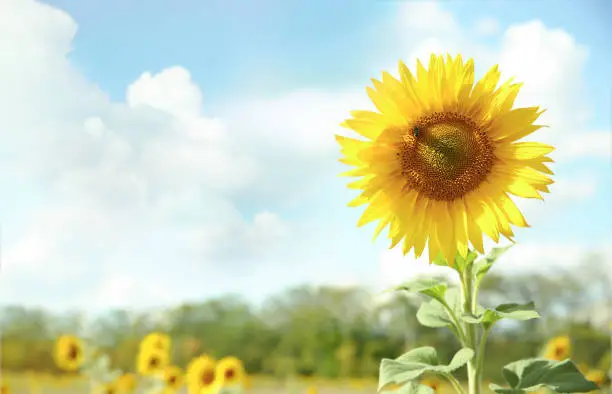 Sunflower on blue sky background.Field of sunflowers empty copy space landscape.