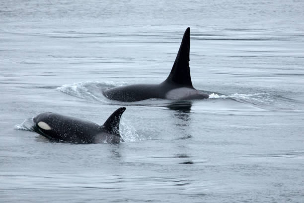 istock Resident Orcas in active pass at Galiano Island, Canada 1181764607