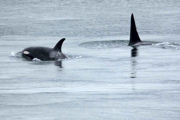 istock Resident Orcas in active pass at Galiano Island, Canada 1181764611