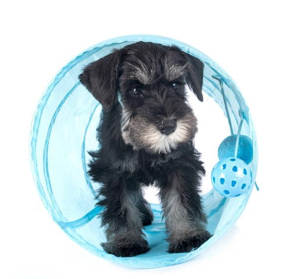 istock puppy miniature schnauzer 1181769658