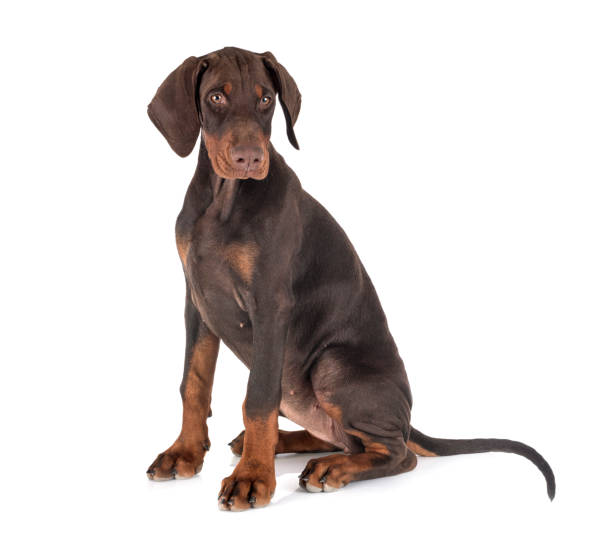 istock puppy dobermann pinsher 1181770395