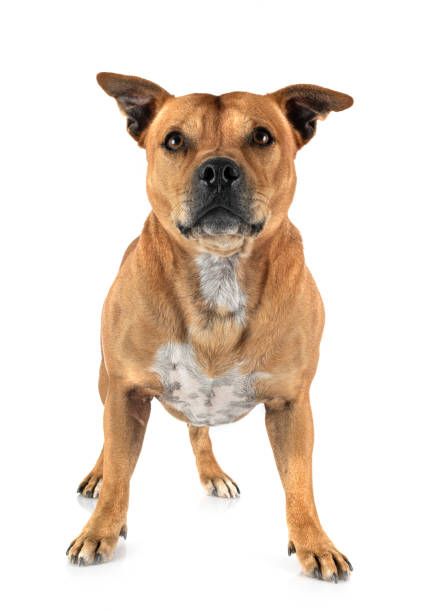 istock staffordshire bull terrier 1181771007