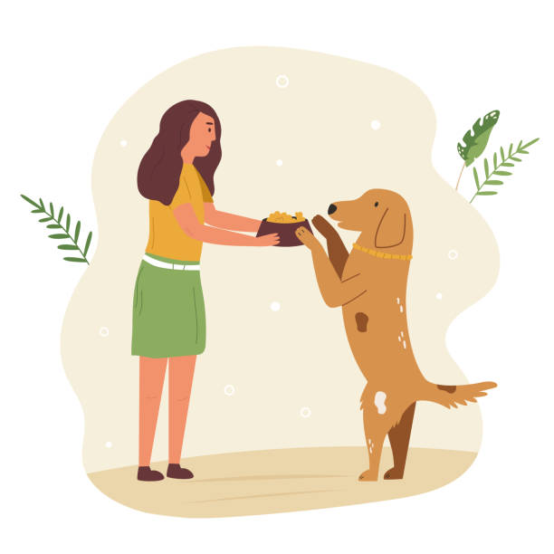 Young cute volunteer girl feeding street dog Young cute volunteer feeding street dog. Animal care concept. Colorful vector flat illustration animals feeding stock illustrations
