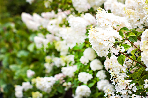 white hydrangea bushes in the garden in the park - hydrangea white flower flower bed imagens e fotografias de stock