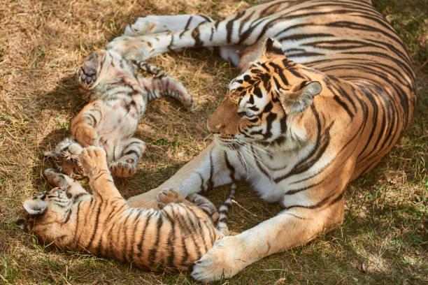 Tiger and cubs Mom tigress with two babies. Two little playing tiger cubs. Tiger family. Wild animals in nature animal family photos stock pictures, royalty-free photos & images