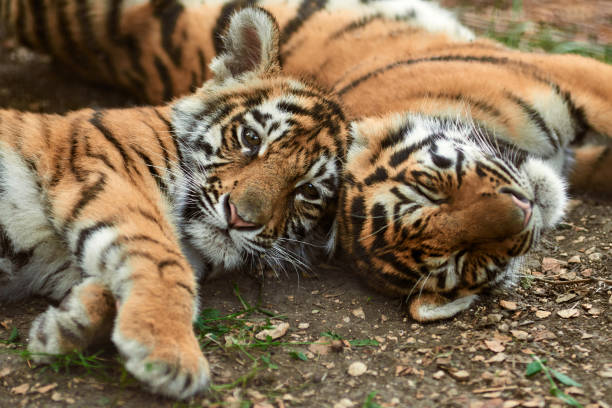 Tiger cubs resting stock photo