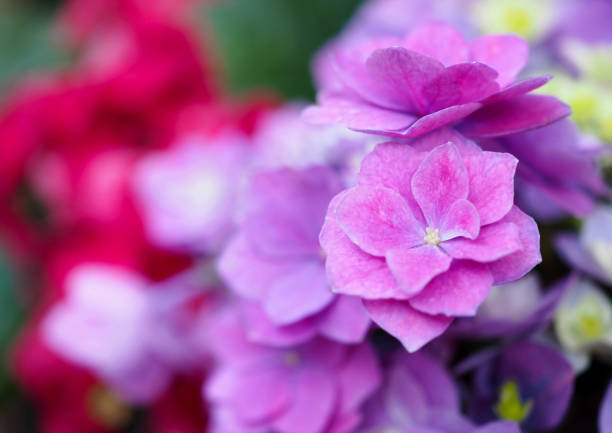 istock Beautiful hydrangea flowers in natural garden. 1181773919