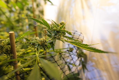 Australian hydroponic grow room