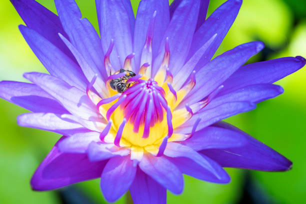 Close up Bees trying to keep nectar pollen from the water lily