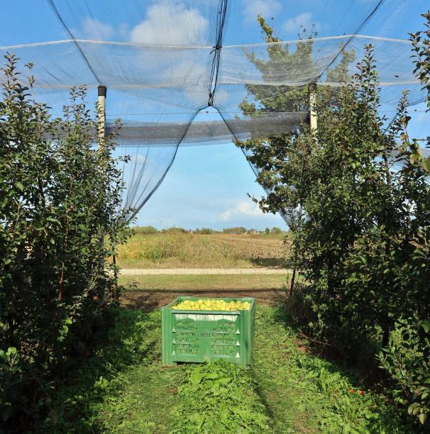 istock Large plastic bulk bin for processing food industry,  full of freshly harvested yellow apples inside an orchard protected by an anti insect net coverings 1181776598