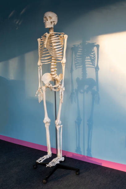 istock Model of human skeleton and its shadow against blue wall 1181779296